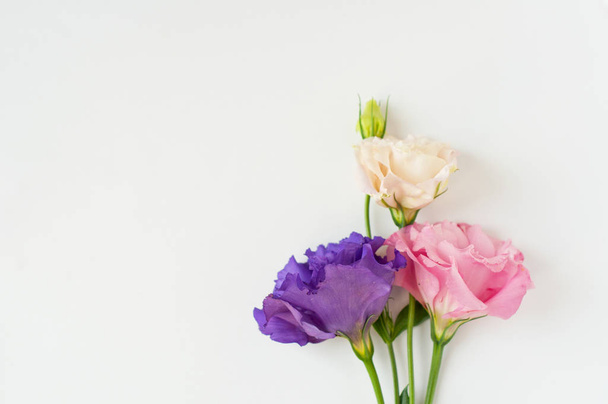 Beautiful pink, purple and white eustoma flower (lisianthus) in  - 写真・画像