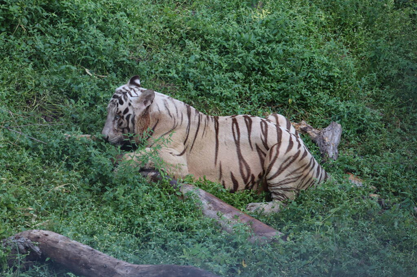 Este es un tiro muy raro de un tigre blanco silvestre.Tigre blanco en prone.big tigre blanco acostado en la hierba de cerca
. - Foto, imagen