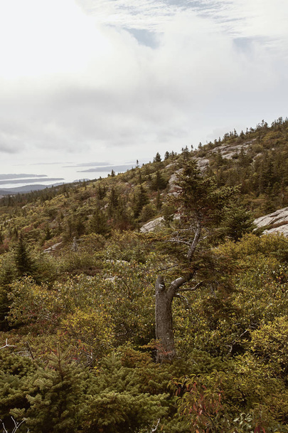 Hiking through shrubbery along granite bedrock at the summit of Cadillac Mountain in Acadia National Park on Mount Desert Island, Maine. - Фото, зображення