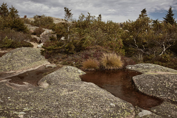 アカディア国立公園、マウントデザート島、メイン州のキャデラック山の頂上に木に囲まれた岩盤上の小さな水たまり.   - 写真・画像