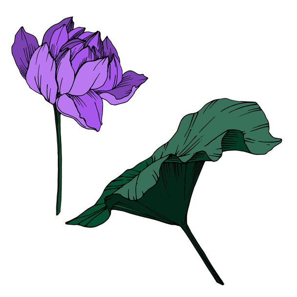Flor botánica floral Vector Lotus. Tinta grabada en blanco y negro. Elemento de ilustración de loto aislado
. - Vector, imagen