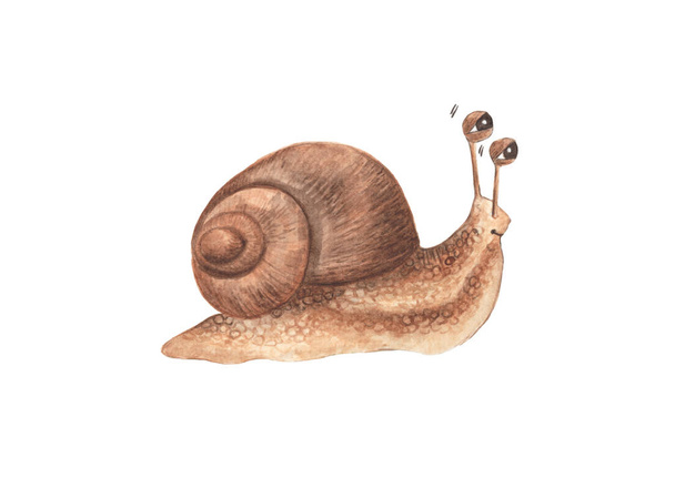 Lovely little snail isolated on white background, watercolor illustration. - Foto, imagen