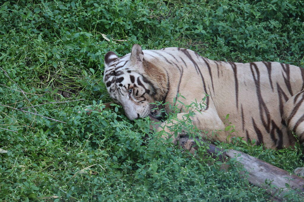 Dies ist eine sehr seltene Aufnahme eines wilden weißen Tiger.weißer Tiger in prone.big weißer Tiger liegt auf Gras aus nächster Nähe. - Foto, Bild