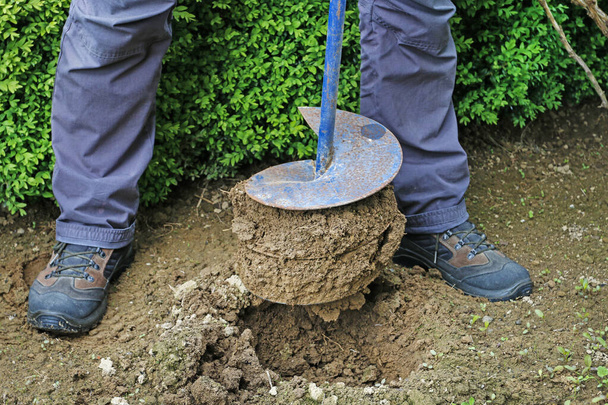 Garedener aan het werk: Hoe een pioenenstruik in de grond te planten.  - Foto, afbeelding