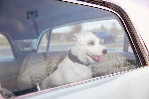 El perro solo está encerrado en el coche en un día caluroso, aulla y lloriquea, pide agua en un verano soleado - Foto, Imagen
