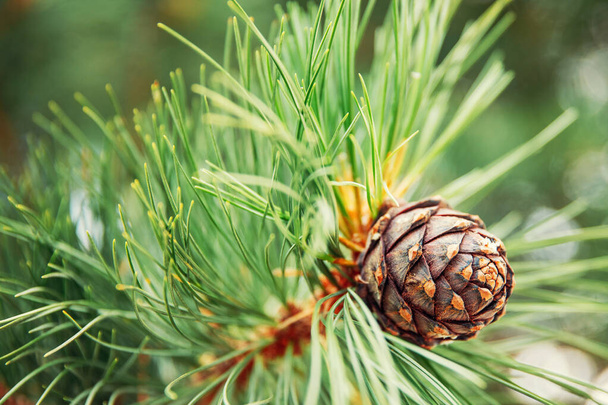 Green coniferous cedar ripe pine cones on tree branch forest sunlight - Photo, Image
