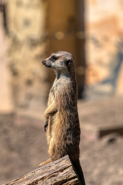 面白い動物,動物園でのエントリー義務上のMeerkat - 写真・画像
