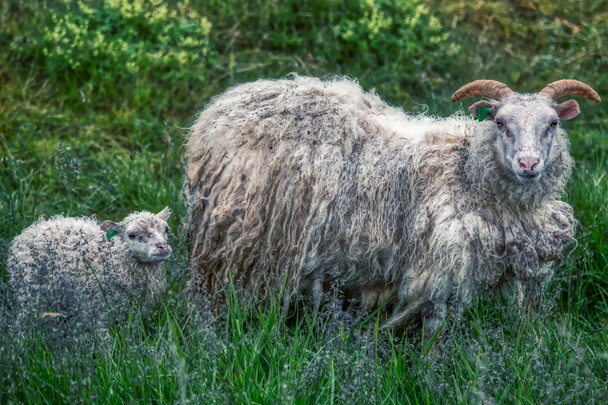 Portret typowych owiec icelandyjskich, matka z jagnięciną - Zdjęcie, obraz