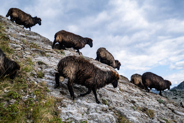 Herd of black sheeps in the bulgarian mountains - Fotoğraf, Görsel