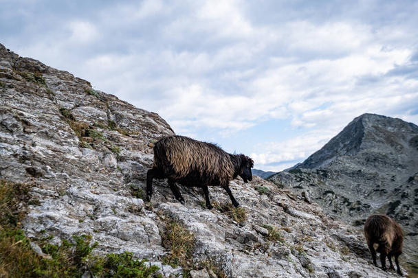 Herd of black sheeps in the bulgarian mountains - Фото, зображення