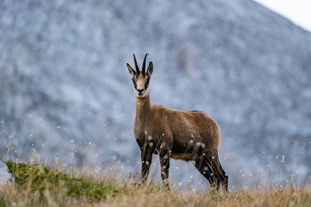 Wild goats in the bulgarian mountains, Pirin national park  - Valokuva, kuva