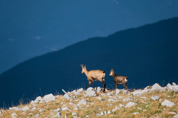 Wild goats in the bulgarian mountains, Pirin national park  - Photo, Image
