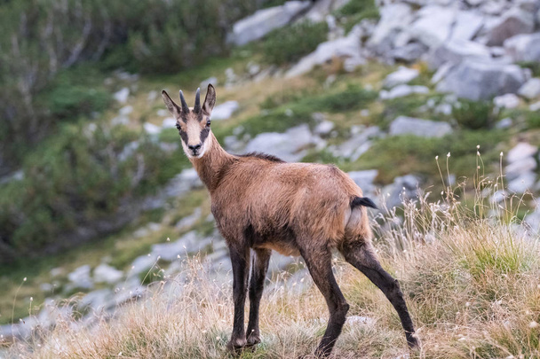 Wild goats in the bulgarian mountains, Pirin national park  - Zdjęcie, obraz