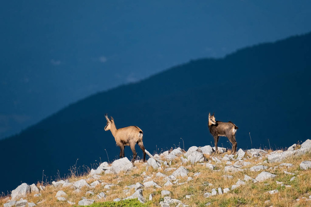 Wild goats in the bulgarian mountains, Pirin national park  - Fotó, kép