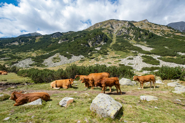 Landscape with cows in the mountains  - Φωτογραφία, εικόνα