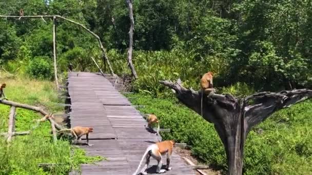 Proboscis monkeys endemic of Borneo island in Malaysia - Footage, Video