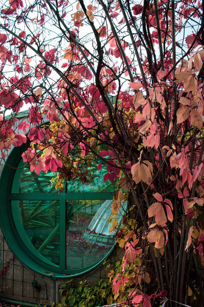 Herfst landschap voor achtergrond of textuur met een blauw houten venster en herfst rode en gele druivenbladeren. - Foto, afbeelding
