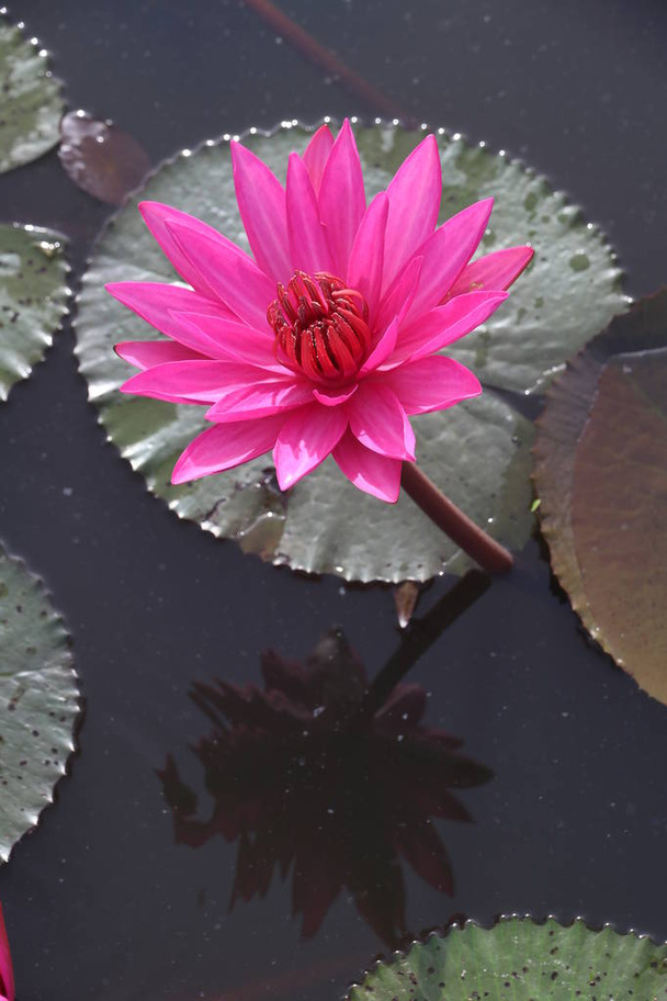 Lótus rosa na lagoa
 - Foto, Imagem