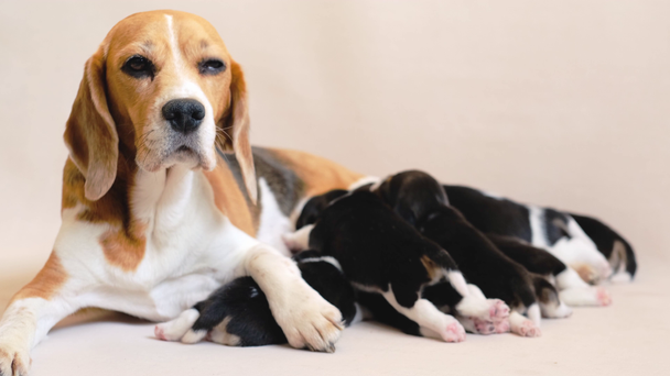 Beagle con sus cachorros
 - Imágenes, Vídeo