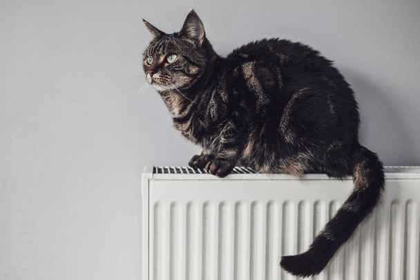 Un gato pálido y blanco se coloca encima de un radiador de aceite viejo: animales fríos en concepto de invierno
 - Foto, Imagen