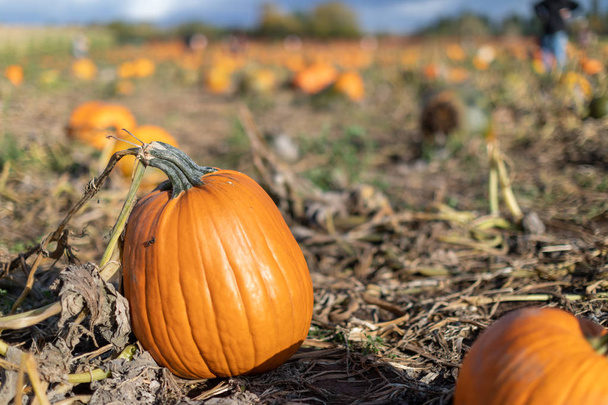 Parche de calabaza, Fondo para el otoño, otoño, Halloween, Acción de Gracias
 - Foto, imagen
