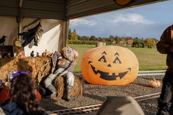 Pumpkin patch, Background for fall, autumn, Halloween, Thanksgiving - Foto, afbeelding