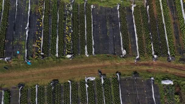 Drone volar por encima de flores y plantas semilleros y invernadero, vista aérea
 - Metraje, vídeo