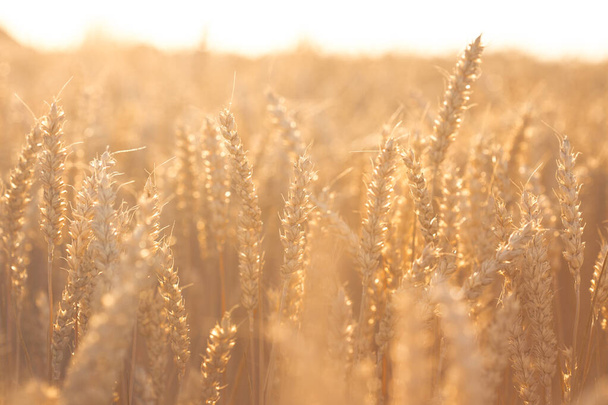 Кілька вух високої пшениці, які простягаються в небо під підсвічуванням, гарячий літній вечір
. - Фото, зображення