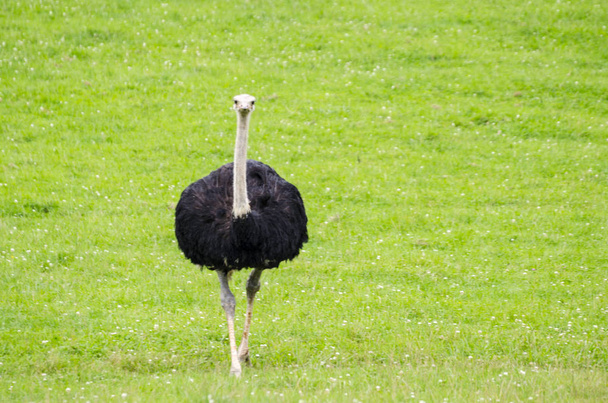 Портрет страусиной птицы на голове и шее в парках Кабарсено (Испания)
) - Фото, изображение