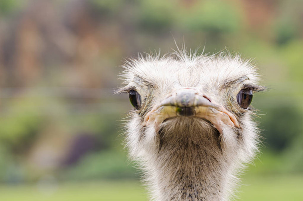 Ostrich bird head and neck front portrait in the parks Cabarceno (Spain) - Foto, Imagen