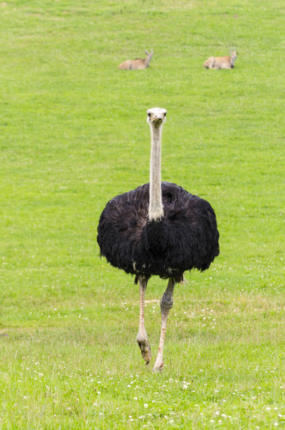 Портрет страусиной птицы на голове и шее в парках Кабарсено (Испания)
) - Фото, изображение