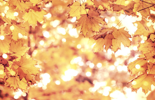 Podzimní oranžové listí přes rozmazané nebe, podzimní příroda pozadí s bokeh - Fotografie, Obrázek