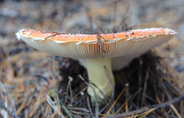 beautiful fly agaric on a log4 - Photo, Image