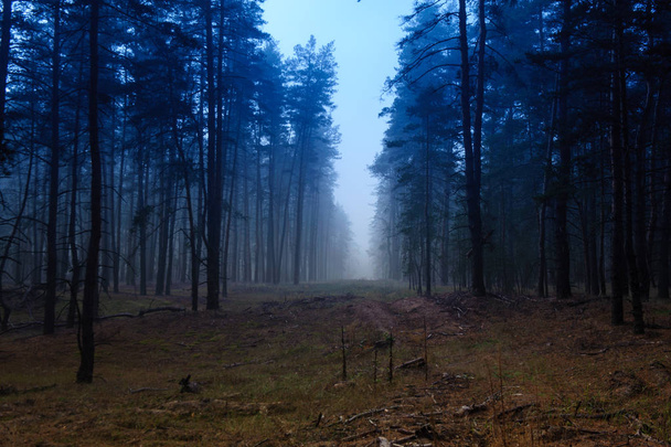 köd a reggeli őszi erdőben11 - Fotó, kép