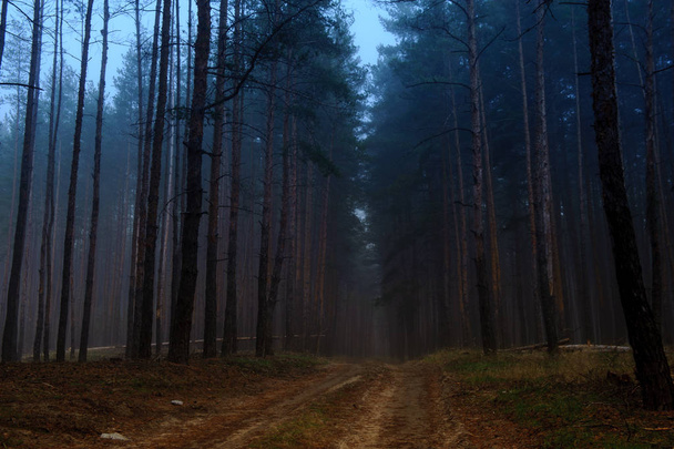 mgła rano jesienny las9 - Zdjęcie, obraz