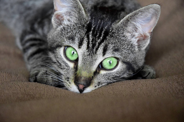 European Shorthair kat ontspannen tijd - Foto, afbeelding