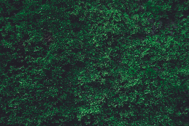 Green moss on old concrete wall. green moss nature dark green to - Foto, Bild