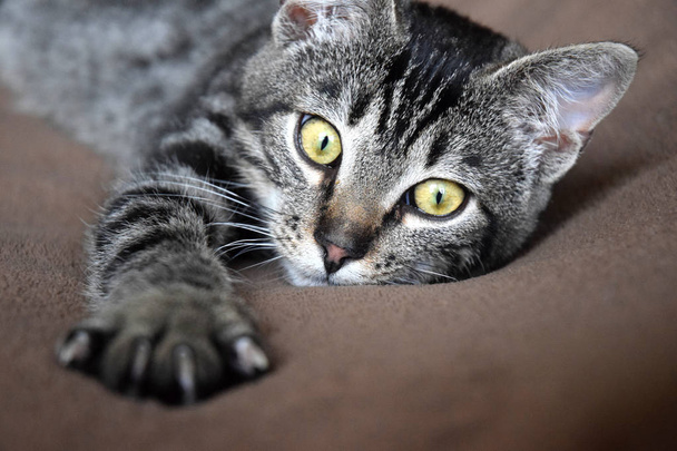 European Shorthair cat tempo di relax
 - Foto, immagini