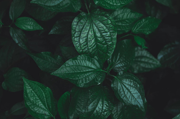 Green leaves pattern background. Wild betel leafbush nature dark - Foto, imagen