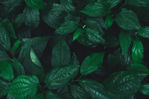 Green leaves pattern background. Wild betel leafbush nature dark - 写真・画像