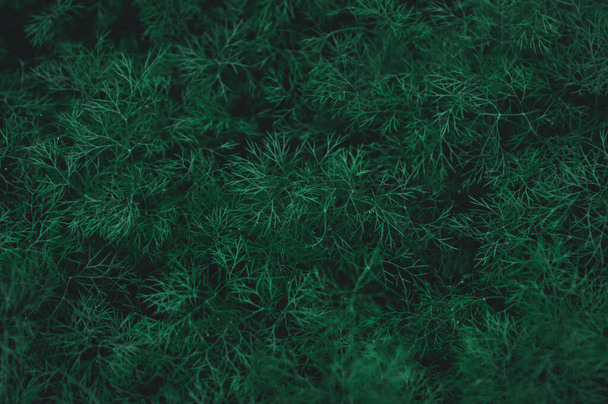 Fresh green dill leaves pattern background. nature dark green to - Φωτογραφία, εικόνα