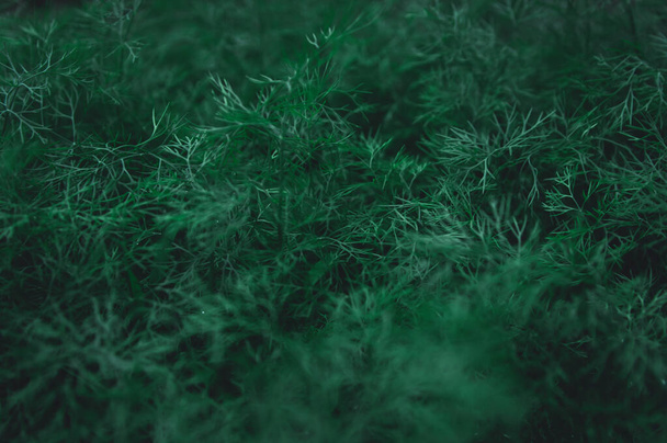 Fresh green dill leaves pattern background. nature dark green to - 写真・画像