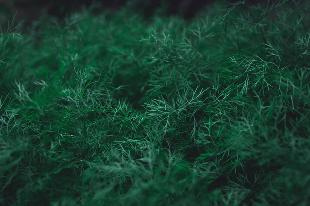 Fresh green dill leaves pattern background. nature dark green to - 写真・画像