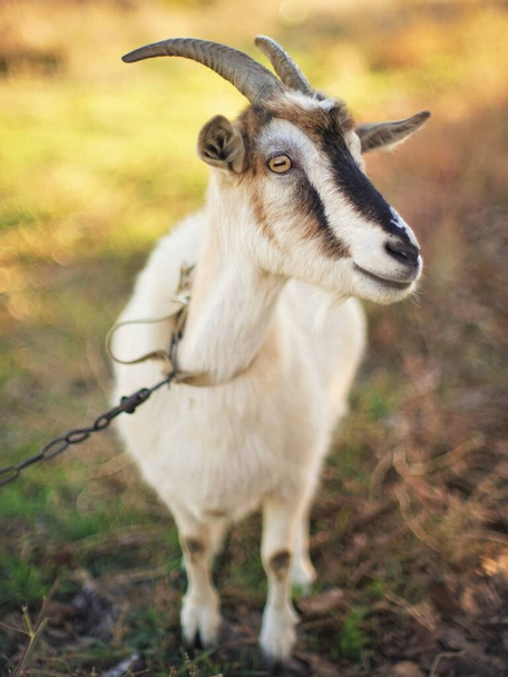 Boynuzlu keçi çayırda otluyor. Güneşli bir sonbahar günü. - Fotoğraf, Görsel