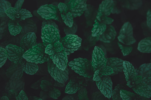 Folhas verdes padrão de fundo. Folhas de hortelã-pimenta verde backgro
 - Foto, Imagem