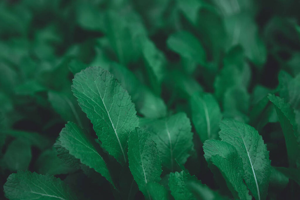 Green leaves pattern background. Flat lay. nature dark green ton - Фото, изображение