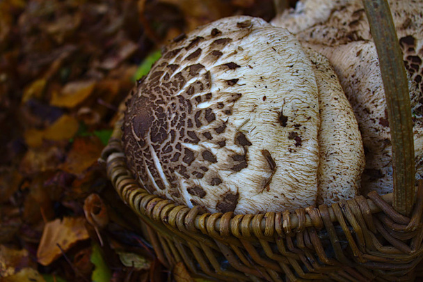 parasol mushrooms in a basket - Photo, Image