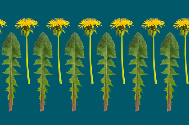 Row of dandelion flowers and leaves on a dark green background - Photo, Image
