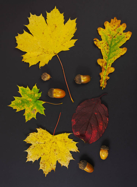Beautiful still life composition on black background, with autumn yellow and red oak and maple leaves decorated with acorns. - Фото, зображення