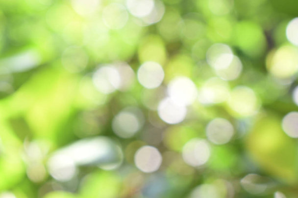 Bokeh světlo z přírody zelené listy v zahradě ve dne - Fotografie, Obrázek